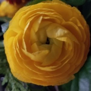 Meet your Posher, Bev